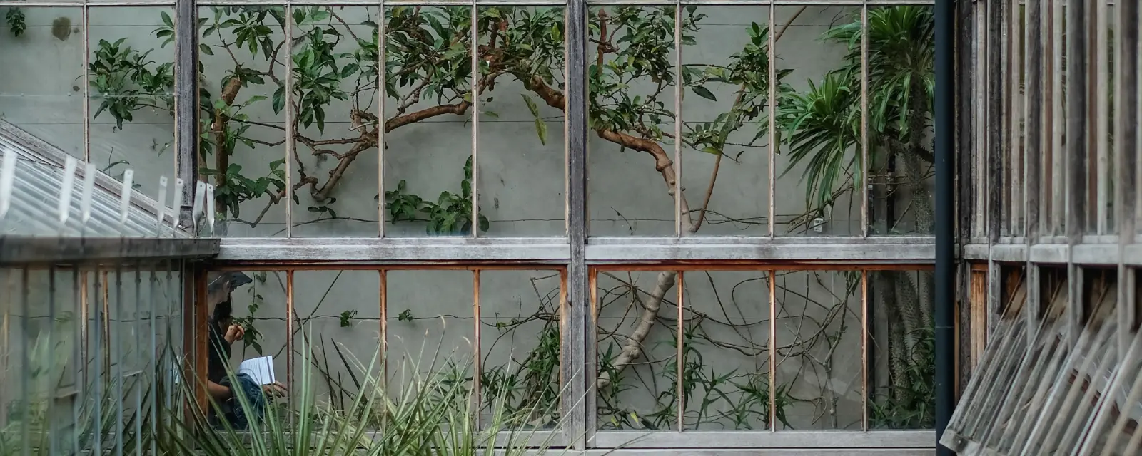 Photo d'illustration, qui ne montre pas cette structure : une véranda vitrée, envahie de plantes vertes.