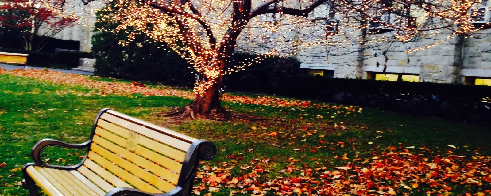 Photo d'illustration, qui ne montre pas cette structure : un banc de jardin sous un arbre illuminé, des feuilles d'automne dans l'herbe.